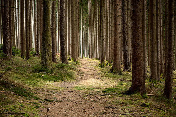 Increase in forestry demands linked to environmental and social benefits