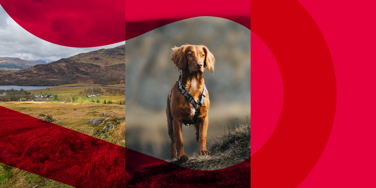 Implications of the Hunting with Dogs (Scotland) Bill for land and wildlife management