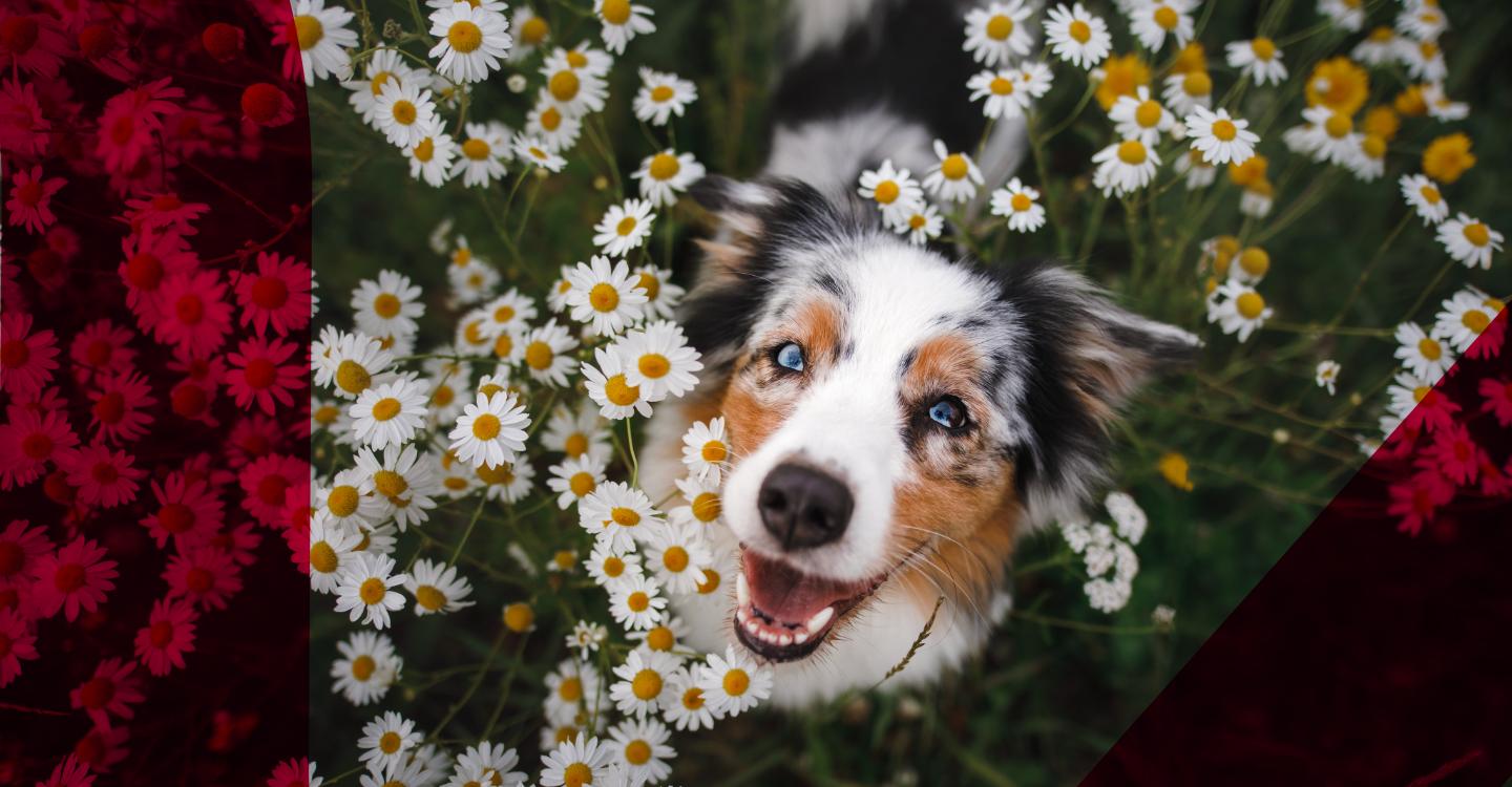 Pet ownership and separation
